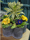 Lead Planter - 5 Panel Flower & Herb Planter
